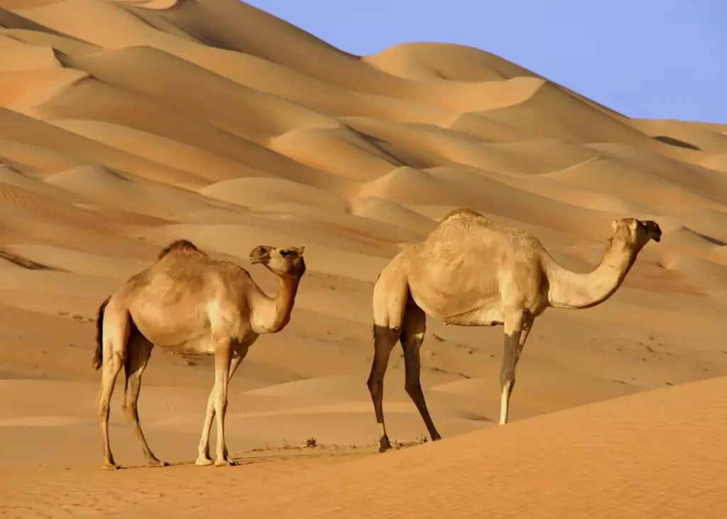 351891-camels-the-wahiba-sands